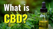 CBD oil - Everything you need to know about Cannabidiol (CBD)