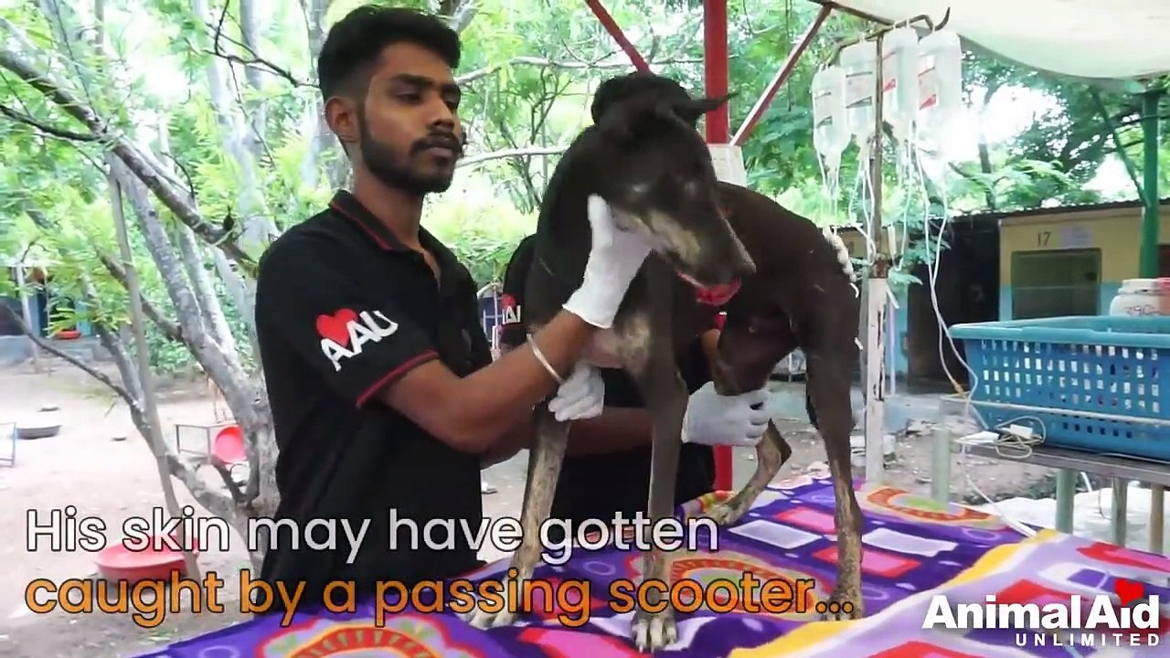 Dog with huge slab of skin torn away rescued