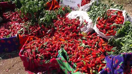 Gastronomi kentinde türkülerle biber hasadı havadan görüntülendi