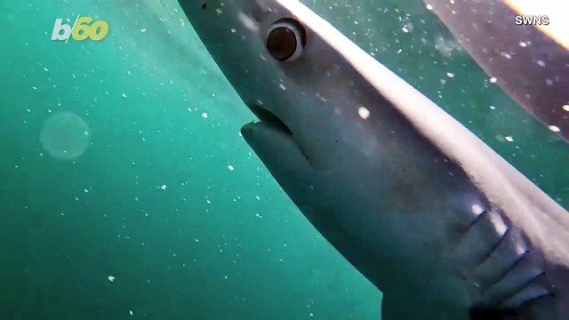 Up Close & Personal! Videographer Spends Over 5 Hours Swimming With Blue Sharks!