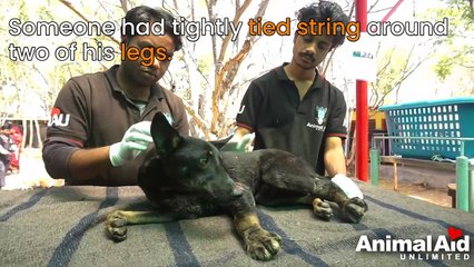 A piece of string almost cost dog his legs