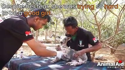 Dog with skin like cracked stone. Amazing transformation