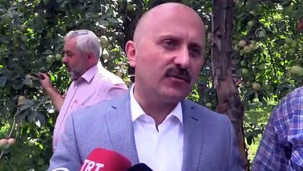 Tescilli Amasya misket elmasında hasat zamanı