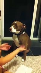 Un chien s’évanouit quand on lui coupe les griffes