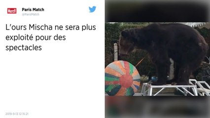 L’ours Mischa devra être soigné et ne pourra plus être utilisé pour des spectacles