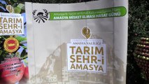 Tescilli Amasya misket elmasında hasat zamanı