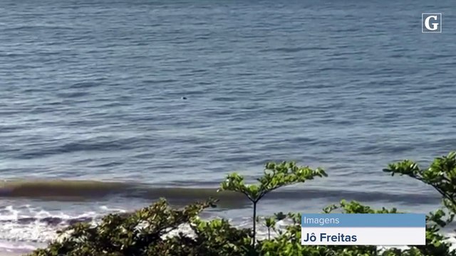 Golfinhos aparecem na Praia de Itaparica, em Vila Velha