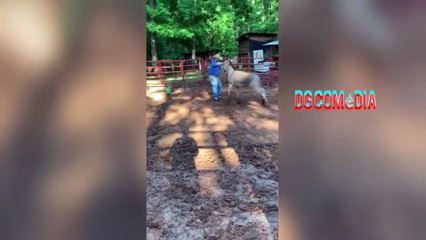 Videos engraçados do WhatsApp TENTE NÃO SORRIR 