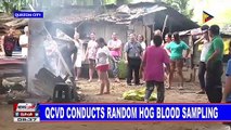 QCVD conducts random hog blood sampling