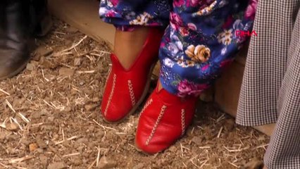 Gaziantep gastroantep festivali kapsamında biber hasadı yapıldı