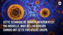 Espoir contre le VIH : première transplantation de cellules souches modifiées