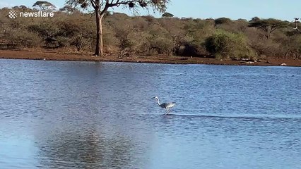 Surfs up! Cheeky grey heron takes a ride on hippo's back in South Africa