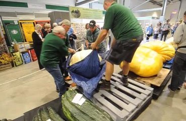 Giant Pumpkin Harrogate Autumn Flower Show