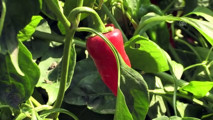 Dila biberinin ilk deneme üretimi başarılı oldu - MALATYA