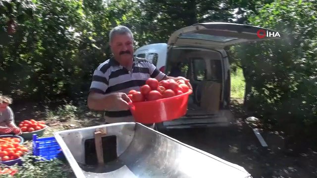 Domates Salçası Yapımında Makineye Geçtiler