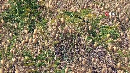 Bayburt Organik Bakliyat Yetiştiriciliğinde Marka Olma Yolunda