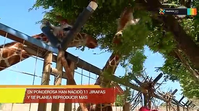 bdLe contamos la historia de una ucraniana que hizo de Costa Rica su hogar13