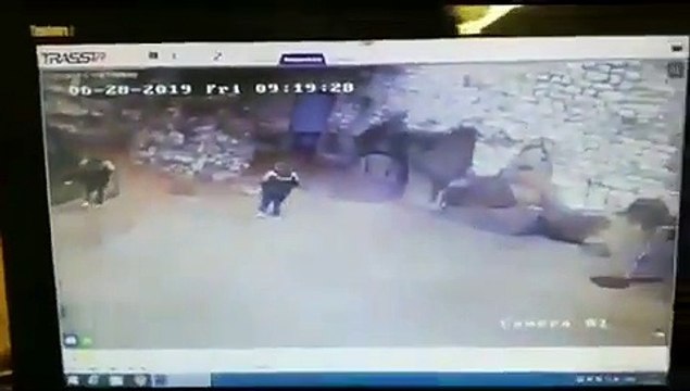 Une employée d’un Zoo se retrouve enfermée dans l'enclos d'un ours blanc !