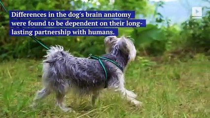 Different Dog Breeds Have Different Brains, Study Finds