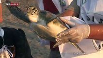 Tedavi edilen 4 caretta caretta denize bırakıldı