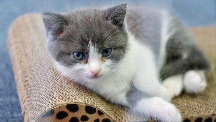 China Cloning Pet Cats And Dogs