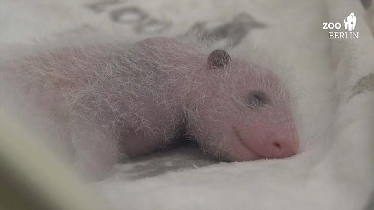 Berlins Mini-Pandas kriegen langsam Fell (Video)