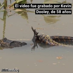 Pelea a muerte: anaconda de 8 metros atrapa a un caimán en medio de la selva amazónica