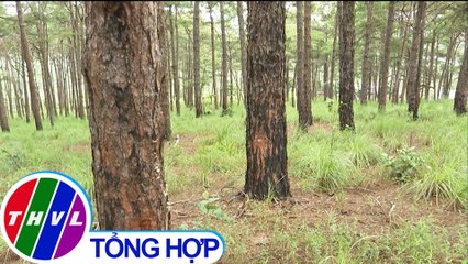 THVL | Rừng thông lại tiếp tục bị "đầu độc" tại Đắk Nông