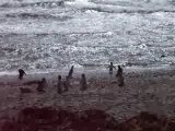 プンタ･アレーナス　ペンギン営巣地