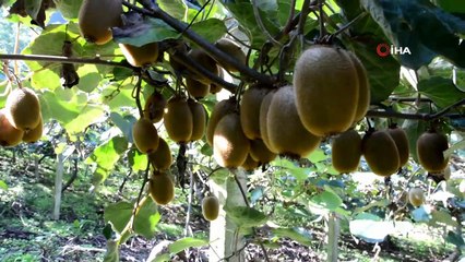 Yağmur kivi üreticisine yaradı