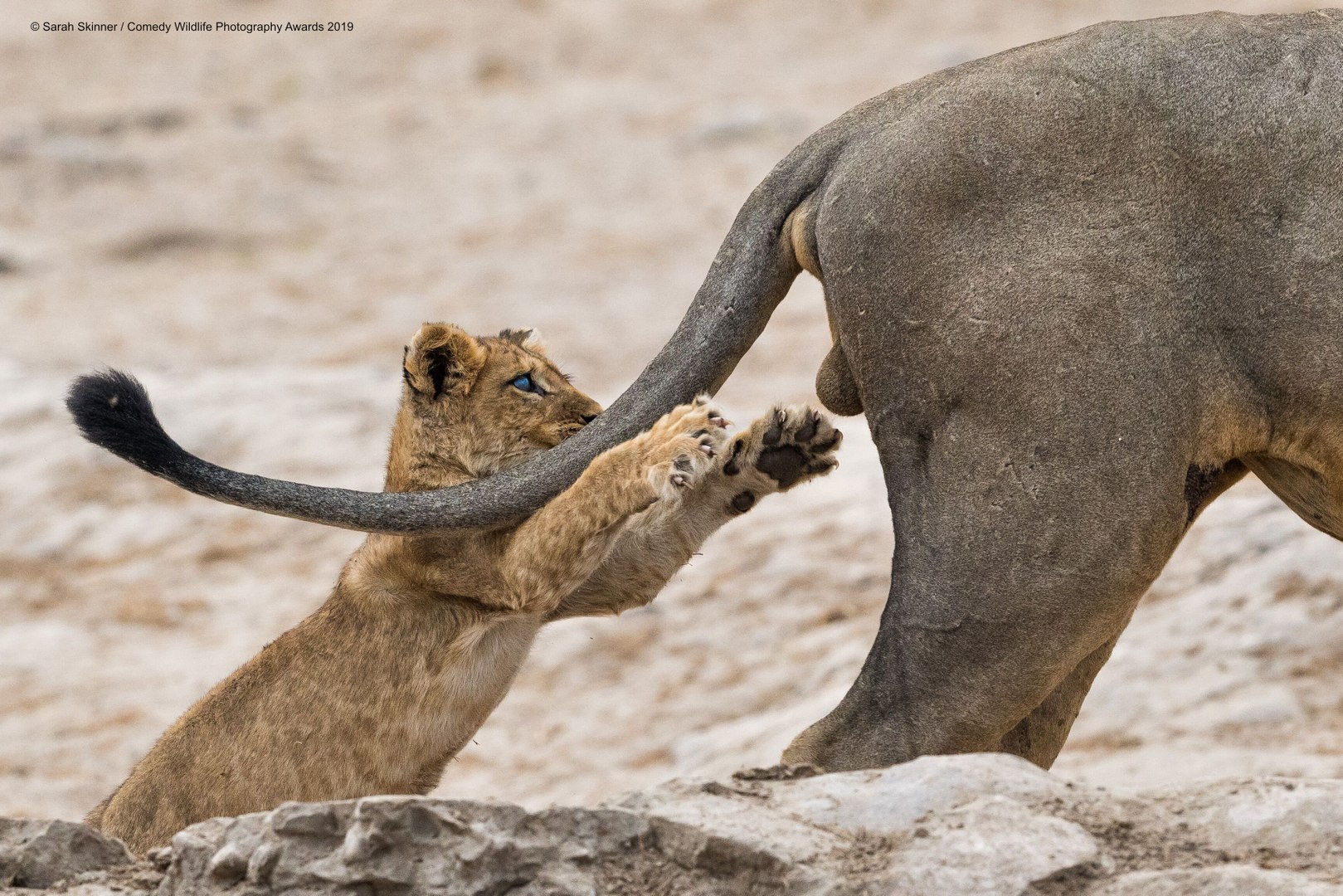 ⁣Voici les animaux les plus drôles des Comedy Wildlife Photography Awards