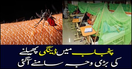 Dengue cases on rise in Punjab