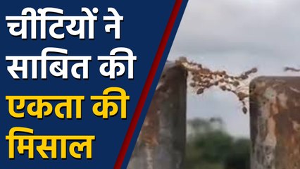 Viral Video में देखिए Ants ने कैसे Bridge बनाकर साबित की एकता में ताकत | वनइंडिया हिंदी
