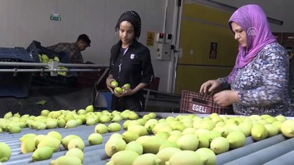 Turunçgil ihracatında yüzde 10'luk artış hedefi - MERSİN