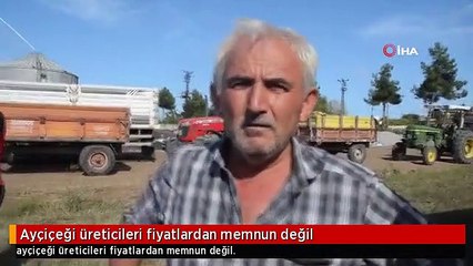 Ayçiçeği üreticileri fiyatlardan memnun değil