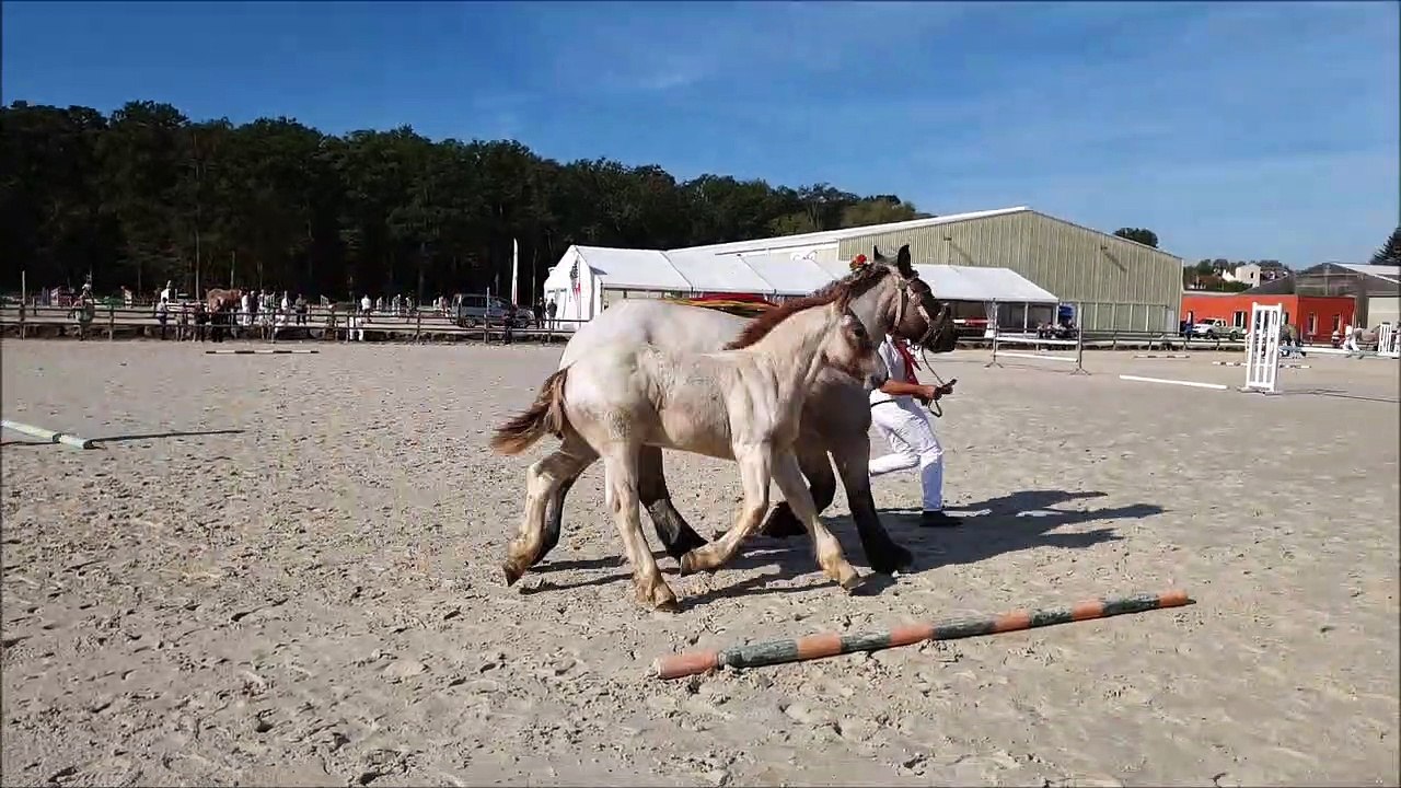 La race ardennaise en complétion ce week-end à Vittel
