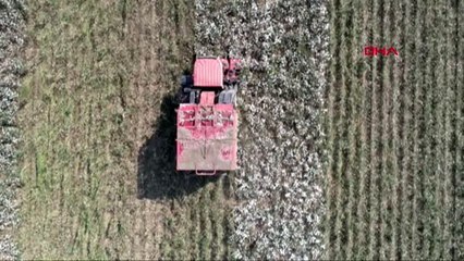 Adana pamuk diyarı çukurova'da hasat başladı