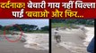 Video Viral | Dangerous Flash Flood | Cow Drowned in River | Flood in MP | वनइंडिया हिंदी