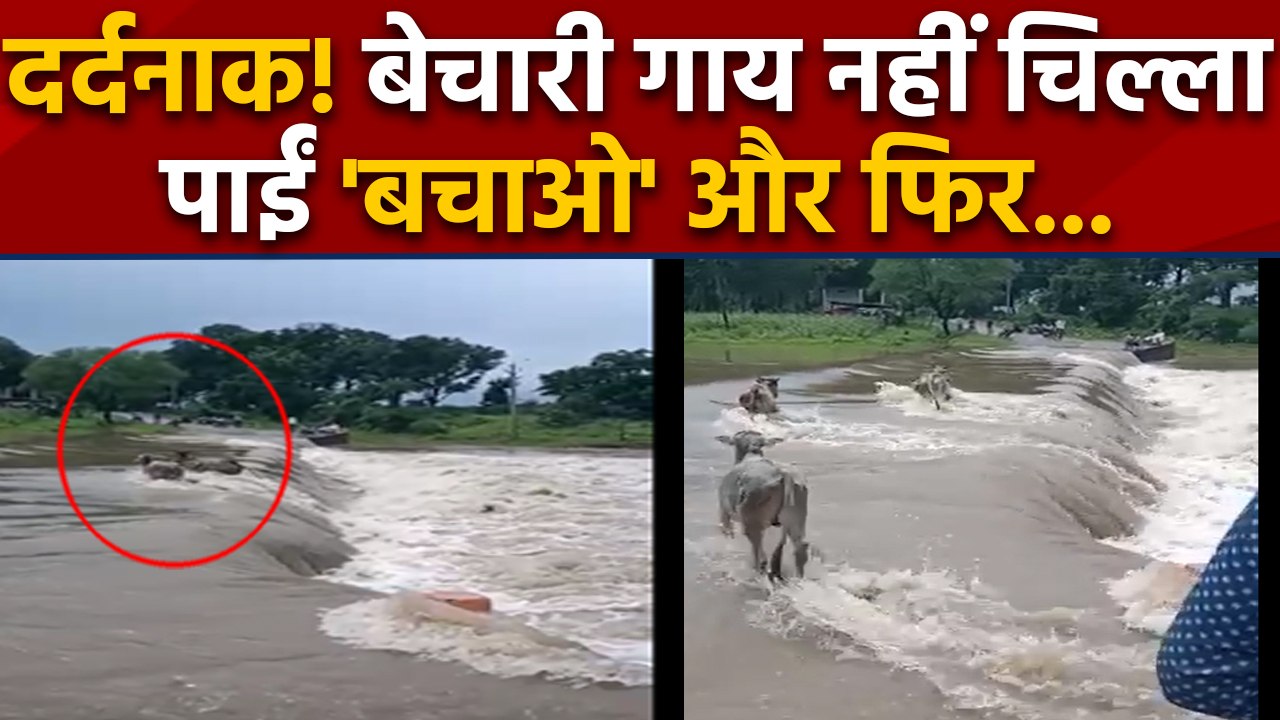 Video Viral | Dangerous Flash Flood | Cow Drown...