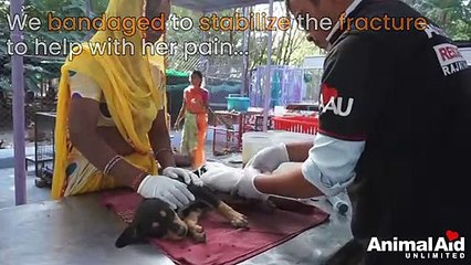 Rescue of adorable puppy with crushed leg