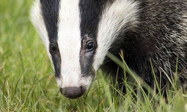 BBC Radio 4_ Farming Today 12Sep19 - badger cull