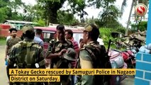 One Tokay Gecko rescued in Samuguri, Two Apprehended