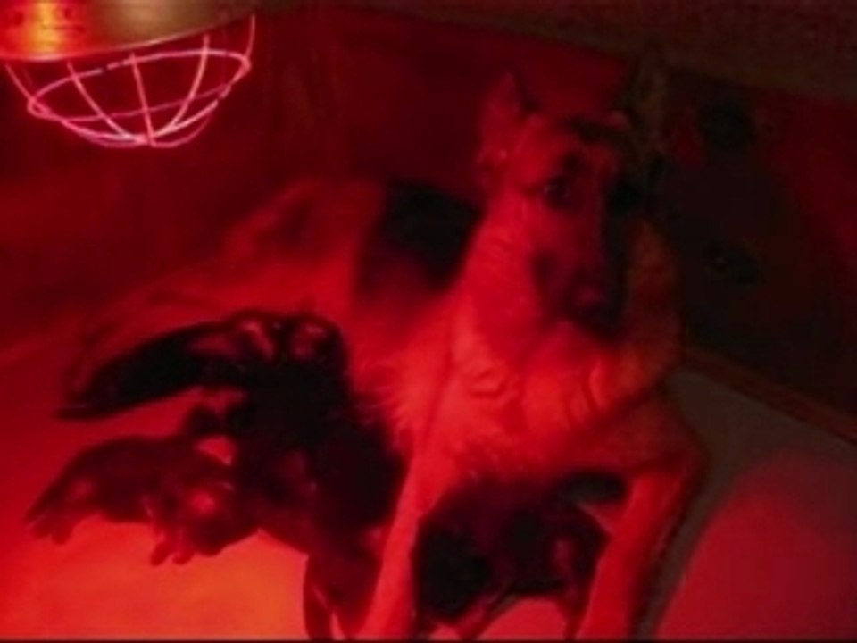 CHIOTS DE BAIKA ET TINO_0001