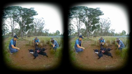 Tasmanian Devil Feeding Frenzy! - in VR180!
