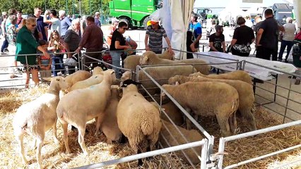Verdun expo : petit tour de foire