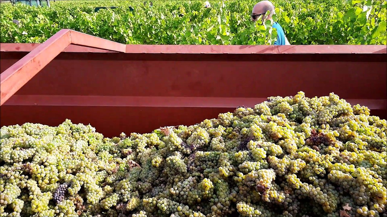 Premières vendanges pour les sociétaires d’Ardèche vignobles