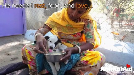 Anguished mother dog wails for wounded baby. Sweetest reunion!