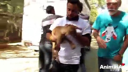 Even after train accident, his hopeful little tail wagged