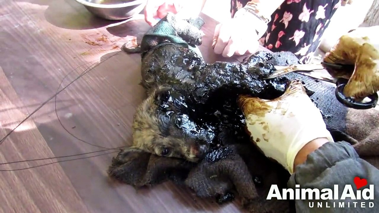 Stuck for hours in rock-solid tar, puppies rescued. Watch til the end.