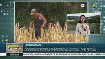 Honduras: intensa sequía ha generado graves pérdidas en las cosechas